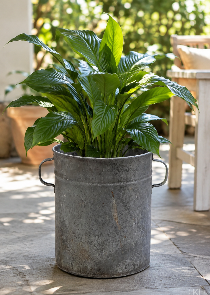 Alter Zinkeimer mit seitlichen Henkeln und authentischer Vintage-Patina als rustikaler Pflanztopf mit großer grüner Pflanze auf einer sonnigen Terrasse im Landhausstil.